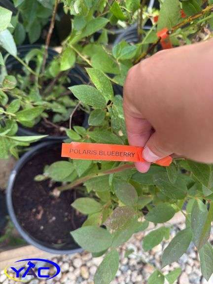 4- Polaris Blueberry (BUYER MUST PAY 4X THE BID PRICE)