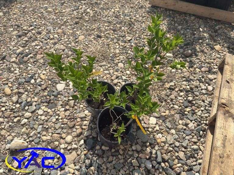 3- Nothern Gold Forsythia (BUYER MUST PAY 3X THE BID PRICE)