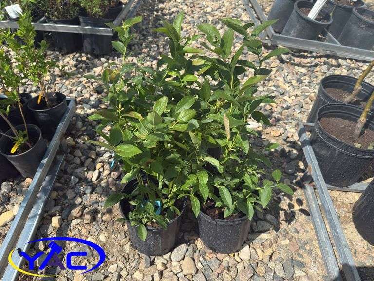 4- Patriot Blueberry (BUYER MUST PAY 4X THE BID PRICE)