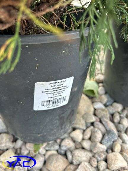 4- Savin Juniper (BUYER MUST PAY 4X THE BID PRICE)