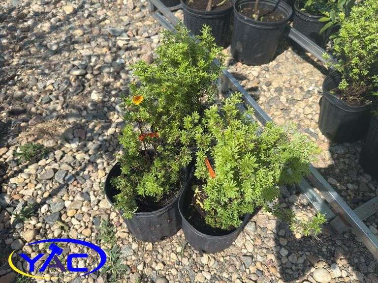 3- Mango Tango Potentilla (BUYER MUST PAY 3X THE BID PRICE)