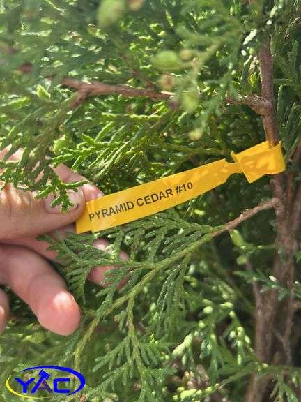 5 - Brandon Pyramid Cedars (BUYER MUST PAY 5X THE BID PRICE)