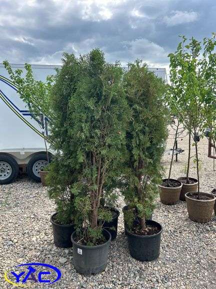 5 - Brandon Pyramid Cedars (BUYER MUST PAY 5X THE BID PRICE)