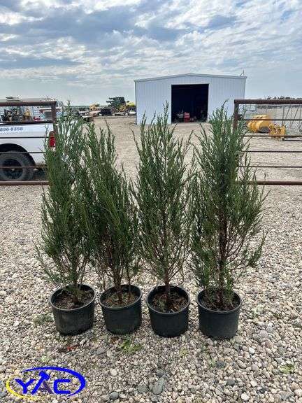 4- Moonglow Juniper (BUYER MUST PAY 4X THE BID PRICE)