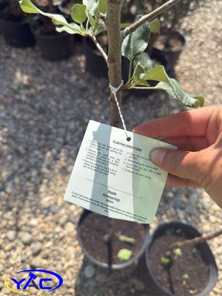 2- Honeycrisp Apple Tree's (BUYER MUST PAY 2X THE BID PRICE)