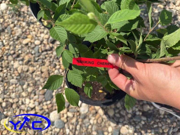 3- Nanking Cherries (BUYER MUST PAY 3X THE BID PRICE)