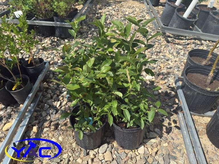 4- Patriot Blueberry (BUYER MUST PAY 4X THE BID PRICE)