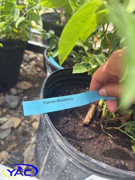 4- Patriot Blueberry (BUYER MUST PAY 4X THE BID PRICE)