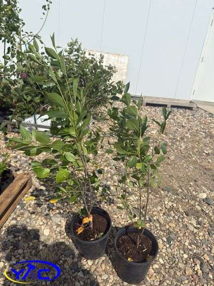 2- Juliet Cherries (BUYER MUST PAY 2X THE BID PRICE)