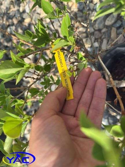 3- Nothern Gold Forsythia (BUYER MUST PAY 3X THE BID PRICE)