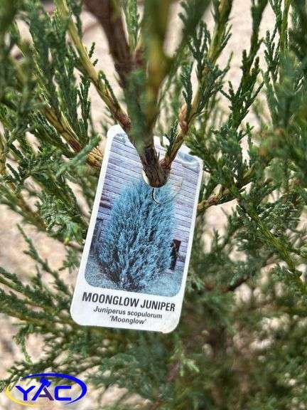 4- Moonglow Juniper (BUYER MUST PAY 4X THE BID PRICE)