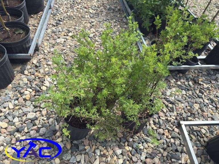 3- Gold Finger Potentilla (BUYER MUST PAY 3X THE BID PRICE)
