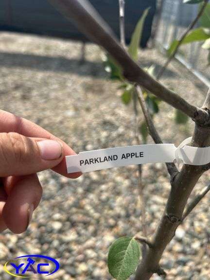 2- Parkland Apple Tree (BUYER MUST PAY 2X THE BID PRICE)