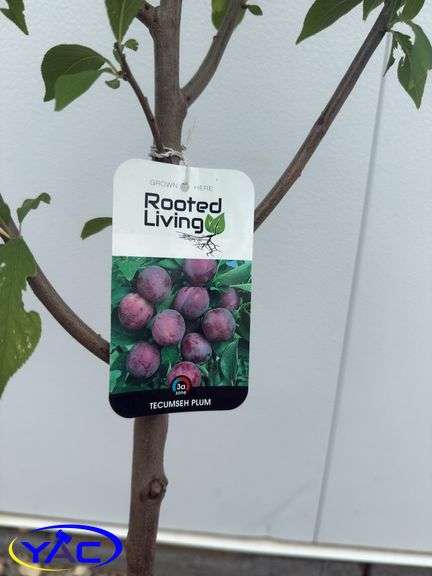 2- Tecumseh Plums (BUYER MUST PAY 2X THE BID PRICE )