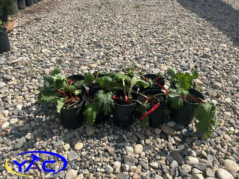 10- Red Rhubarb (BUYER MUST PAY 10X THE BID PRICE)