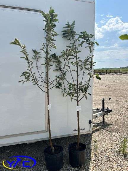2- Fall Red Apple Tree's (BUYER MUST PAY 2X THE BID PRICE)