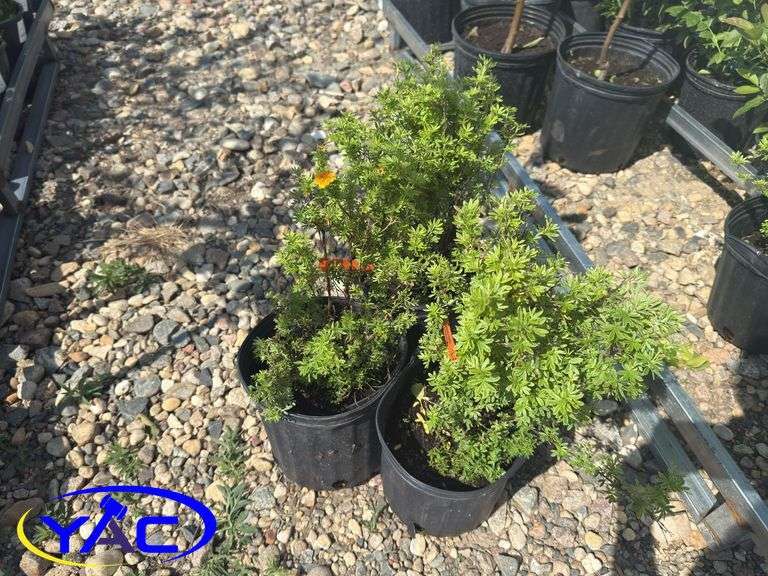 3- Mango Tango Potentilla (BUYER MUST PAY 3X THE BID PRICE)