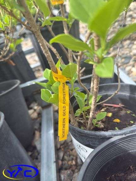 3- Nothern Gold Forsythia (BUYER MUST PAY 3X THE BID PRICE)
