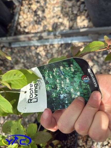 3- Nannyberry Shrubs (BUYER MUST PAY 3X THE BID PRICE)