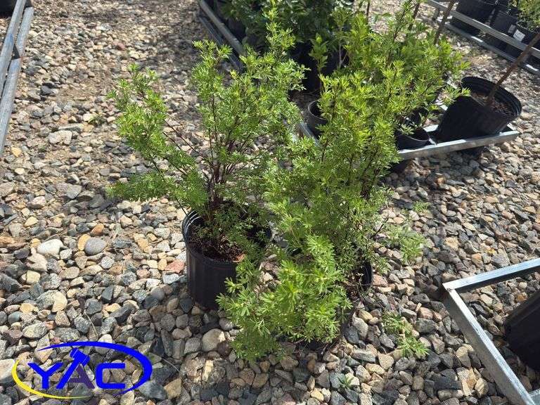 3- Gold Finger Potentilla (BUYER MUST PAY 3X THE BID PRICE)