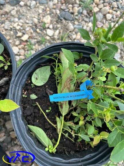 4- North Blue Blueberry (BUYER MUST PAY 4X THE BID PRICE)