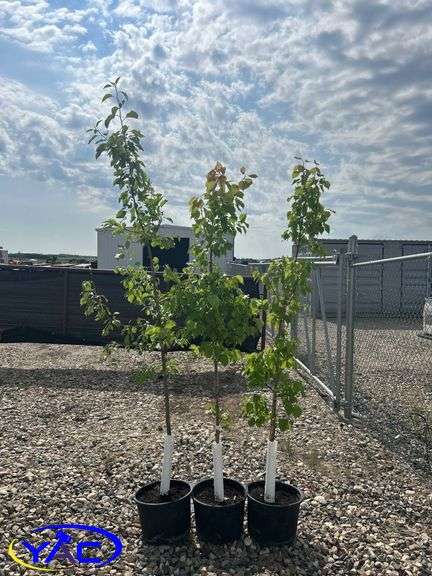 3- Casino Apricot (BUYER MUST PAY  3X THE BID PRICE)