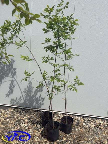 3- Green Ash Tree (BUYER MUST PAY 3X THE BID PRICE)