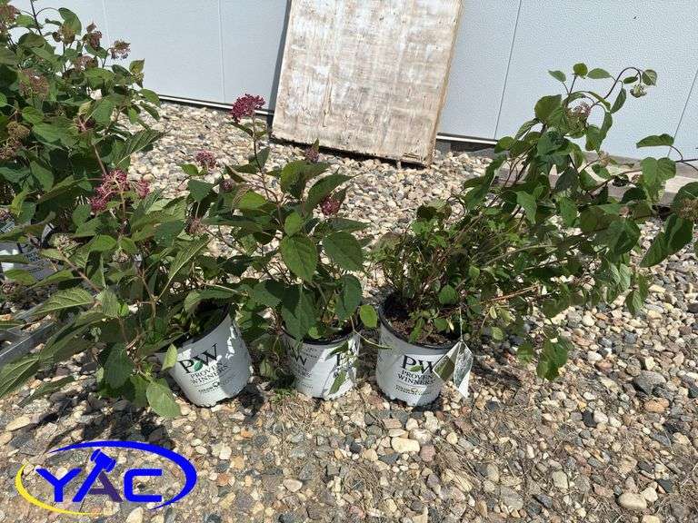 3- Invincible Lace Hydrangea's (BUYER MUST PAY 3X THE BID PRICE)