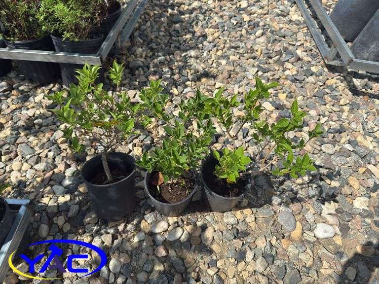 3- Nothern Gold Forsythia (BUYER MUST PAY 3X THE BID PRICE)