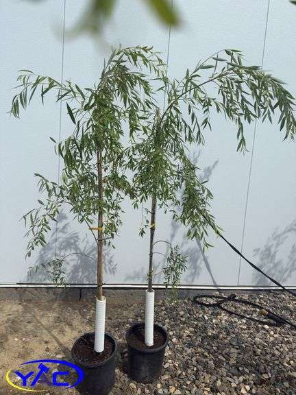 2- Sliver Leaf Willow (BUYER MUST PAY 2X THE BID PRICE)