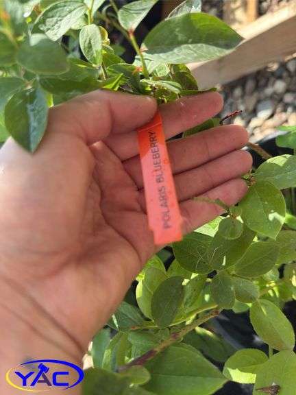 4- Polaris Blueberry (BUYER MUST PAY 4X THE BID PRICE)