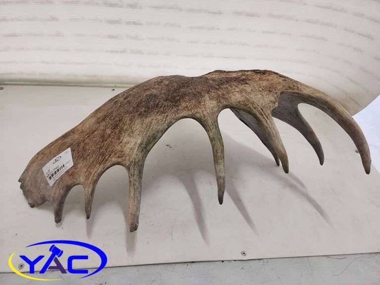 Moose Shed