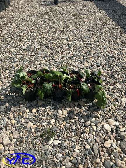 10- Red Rhubarb (BUYER MUST PAY 10X THE BID PRICE)
