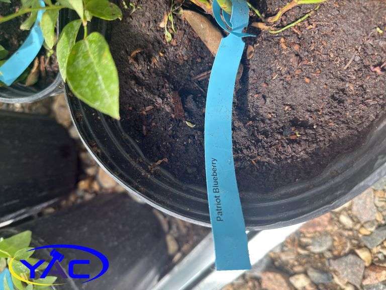 4- Patriot Blueberry (BUYER MUST PAY 4X THE BID PRICE)