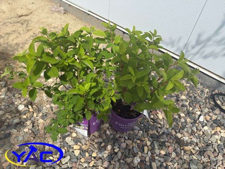 2- Little Hottie Hydrangeas (BUYER MUST PAY 2X THE BID PRICE)