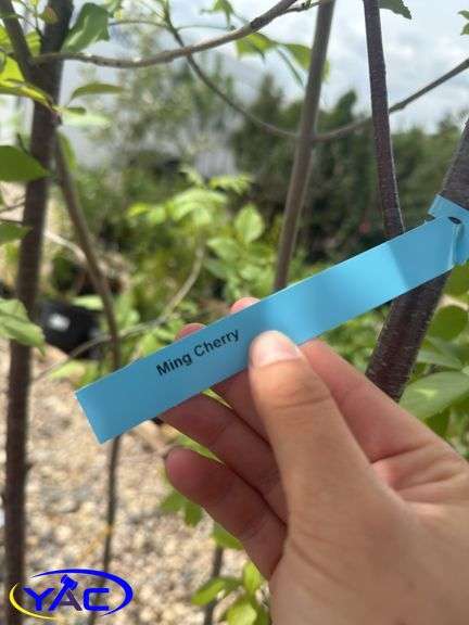 2- Ming Cherries (BUYER MUST PAY 2X THE BID PRICE)