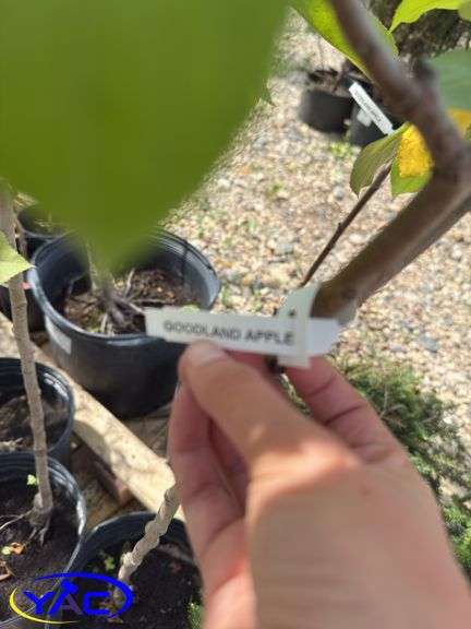 2- Goodland Apple Trees (BUYER MUST PAY 2X THE BID PRICE)