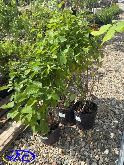 3- Hazelnut (BUYER MUST PAY 3X THE BID PRICE)