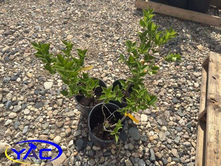 3- Nothern Gold Forsythia (BUYER MUST PAY 3X THE BID PRICE)