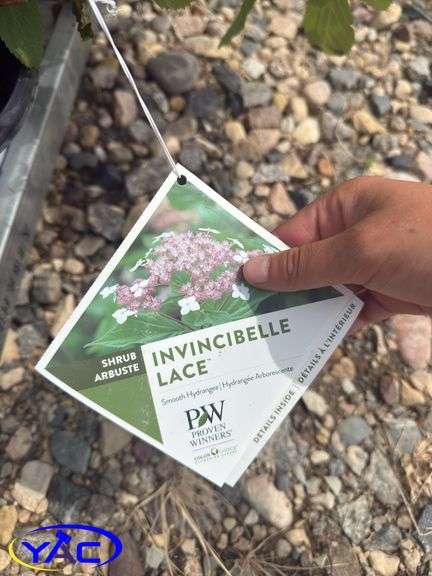 3- Invincible Lace Hydrangea's (BUYER MUST PAY 3X THE BID PRICE)