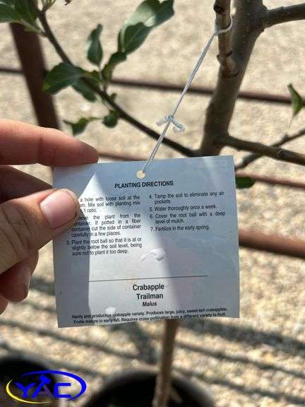 2 - Trail Crabapple (BUYER MUST PAY 2X THE BID PRICE)