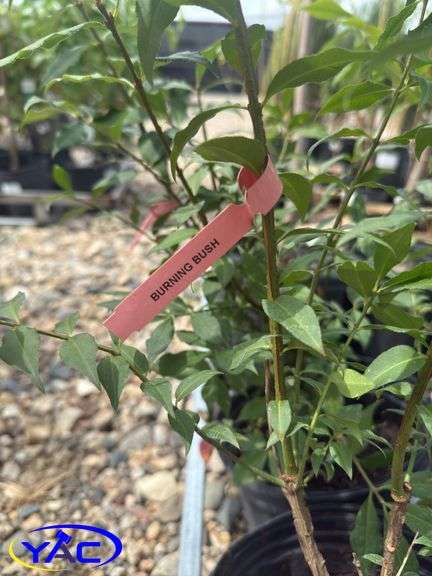 2 - Burning Bush (BUYER MUST PAY 2X THE BID PRICE)