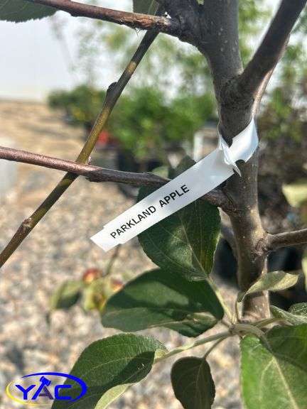 2- Parkland Apple Tree (BUYER MUST PAY 2X THE BID PRICE)
