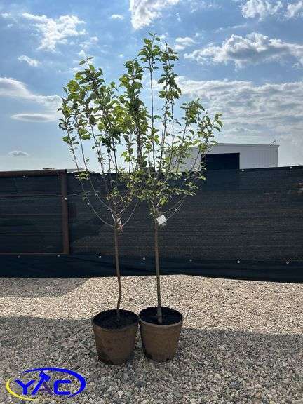 2- Dexter Apple Tree's (BUYER MUST PAY 2X THE BID PRICE)