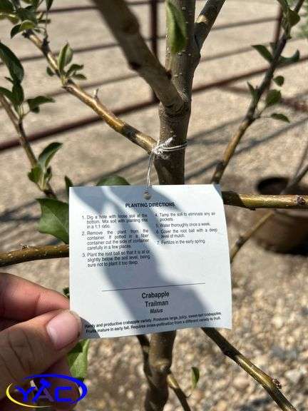 2 - Trail Crabapple (BUYER MUST PAY 2X THE BID PRICE)