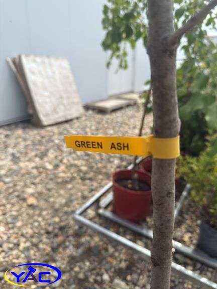 3- Green Ash Tree (BUYER MUST PAY 3X THE BID PRICE)