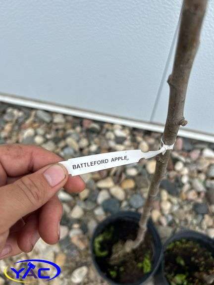 2-Battleford Trees (BUYER MUST PAY 2X THE BID PRICE)