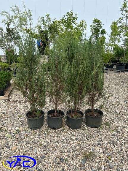4- Moonglow Juniper (BUYER MUST PAY 4X THE BID PRICE)