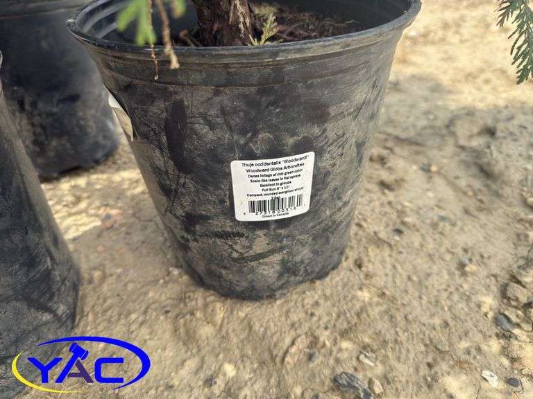 3- Globe Cedar (BUYER MUST PAY 3X THE BID PRICE)
