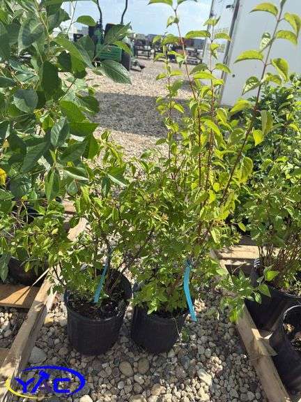 2- Blizzard Mockorange (BUYER MUST PAY 2X THE BID PRICE)